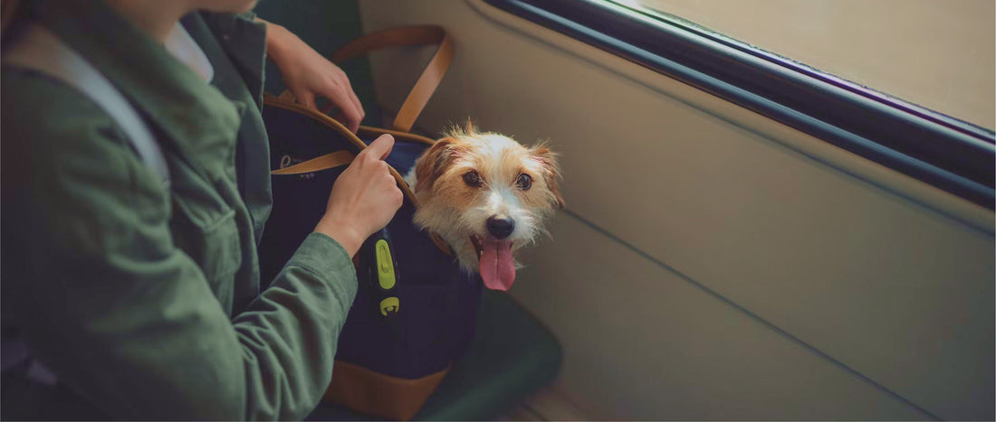 Travelling abroad with your dog: rules, tips & essentials
