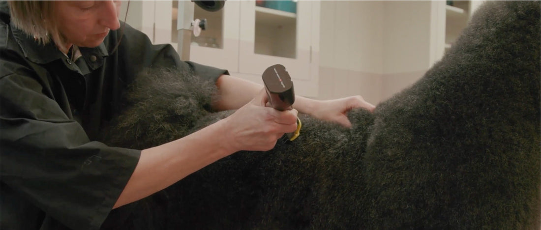 Why Groomer Certifications Matter: What to Look for in a Pet Grooming Pro