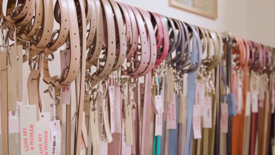 Choosing the Right Collar, Headcollar & Lead for Your Dog