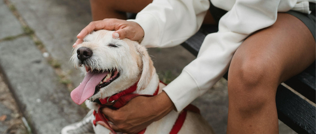 How Daycare Supports Your Dog’s Wellbeing