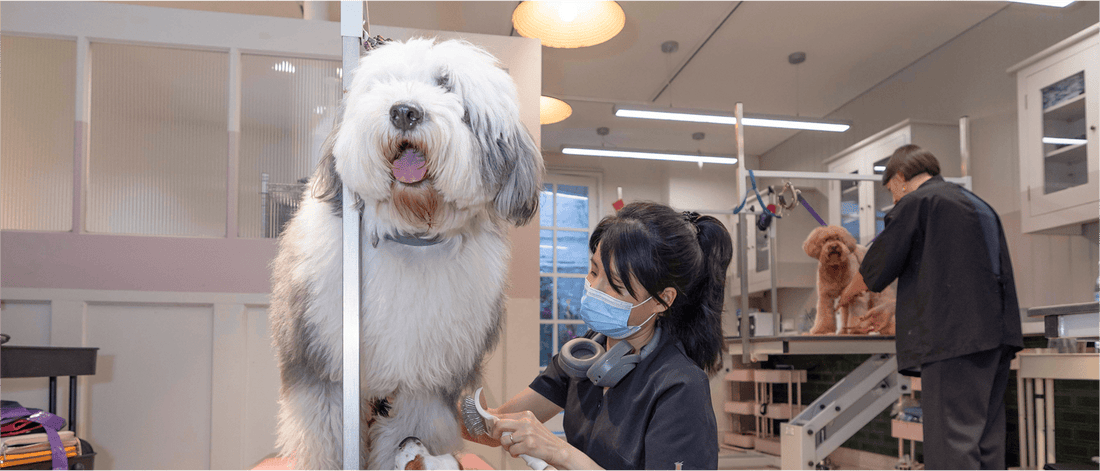 First time at the groomers?