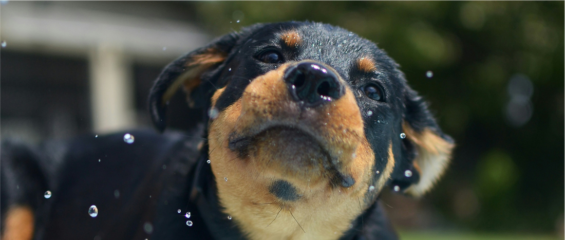 Keeping your dog cool this summer