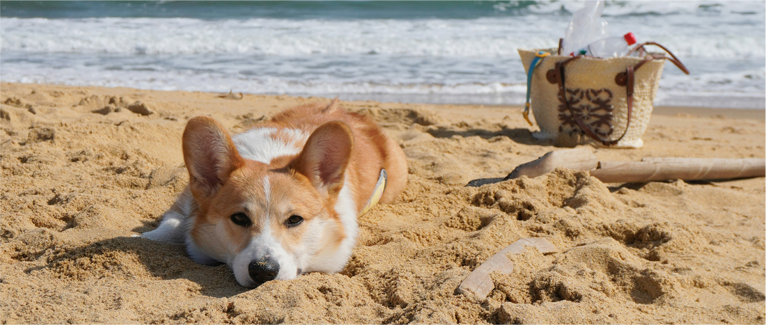 Summer Essentials for your Dog