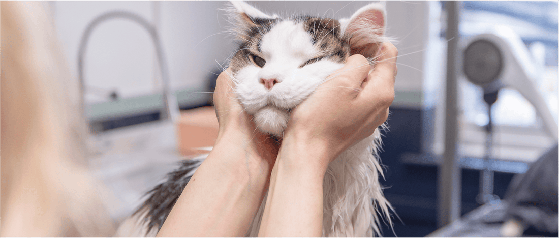 Why grooming your cat is important – and when it’s good to go pro!