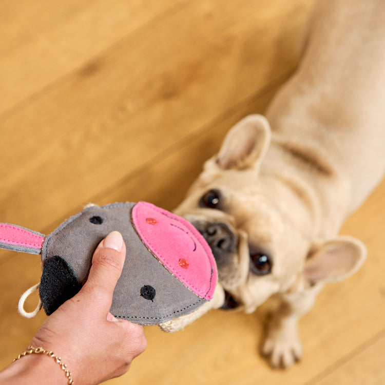 Dog Toys