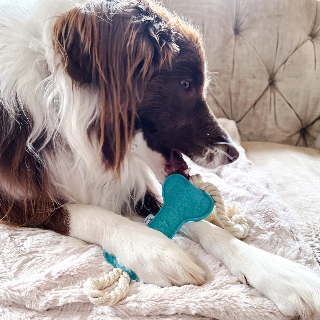 Bone Toy