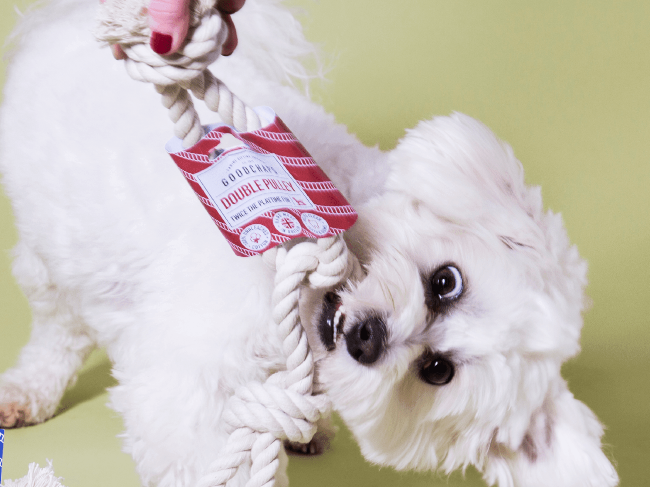 Double Pulley Dog Toy