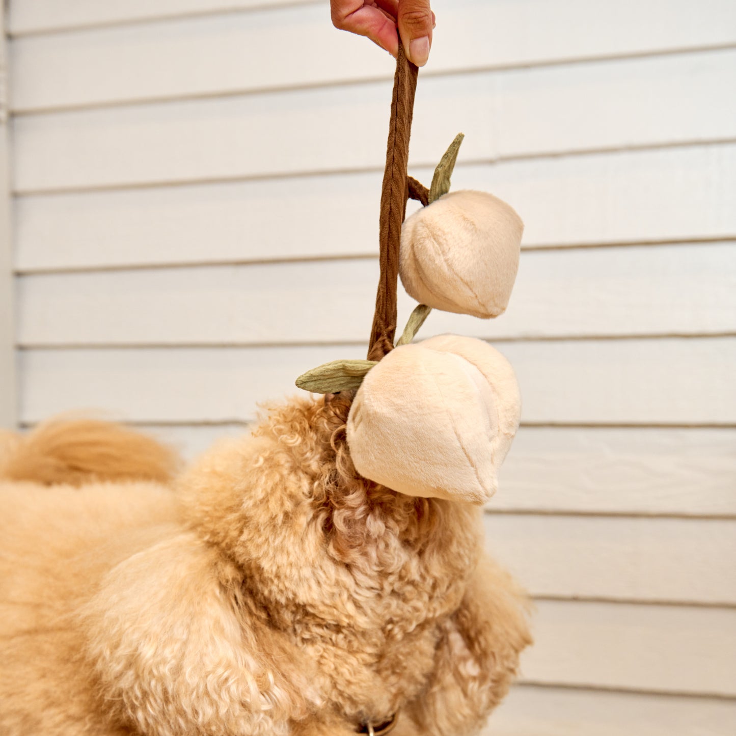 Momo Peach Enrichment Toy