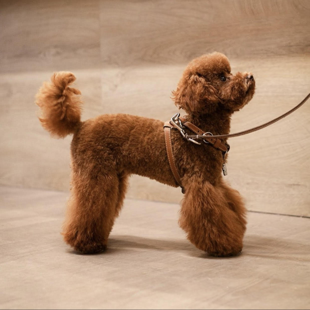 Carlotta Palermo - Nuvola Harness