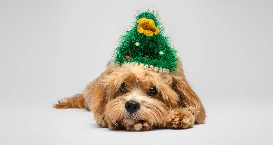 Love My Human Christmas