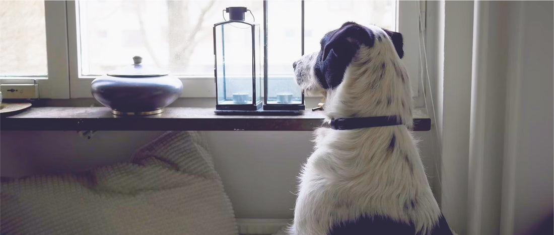 Summer holidays without your dog: How to keep them happy while you’re away