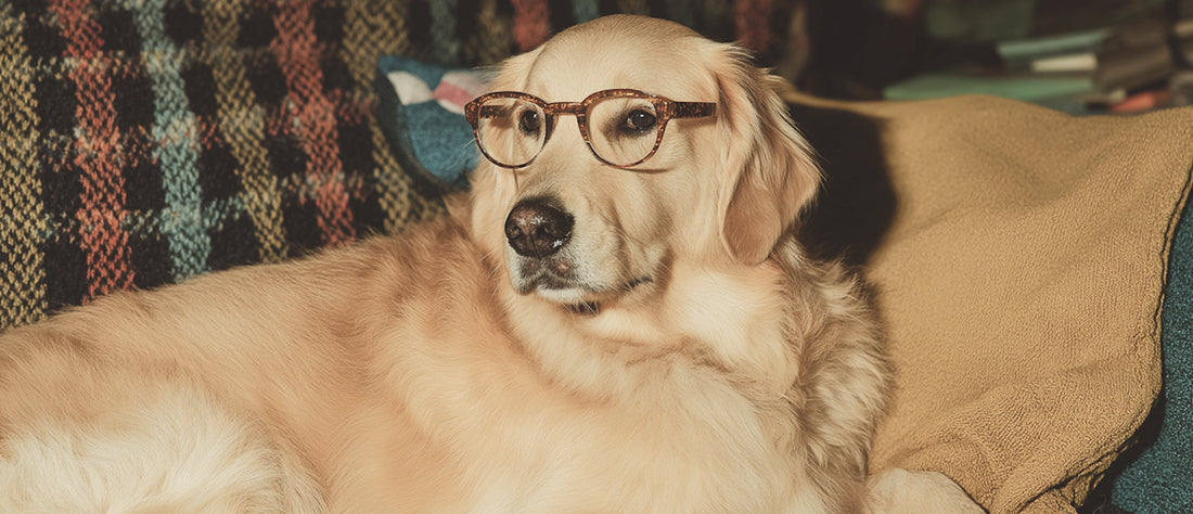 Back to school, back to routine: Helping your dog adjust smoothly