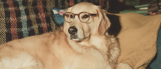 Back to school, back to routine: Helping your dog adjust smoothly