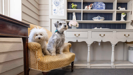 Why socialising your dog is essential - and how Dog Daycare can help