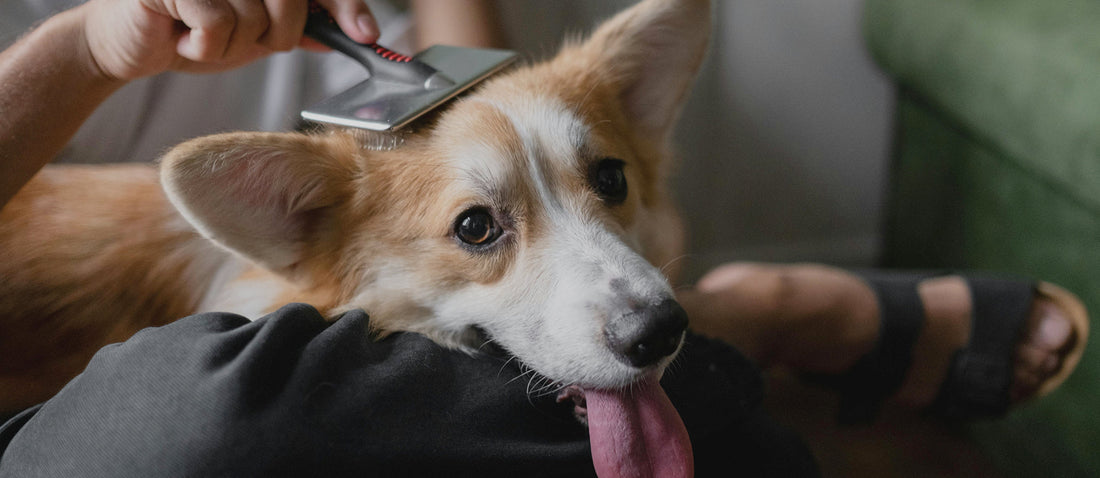 How to keep your dog’s coat healthy through autumn and into winter