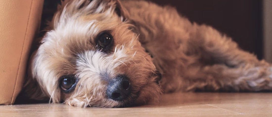 Decoding your dog’s body language: what your pup is really telling you