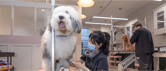 First time at the groomers?