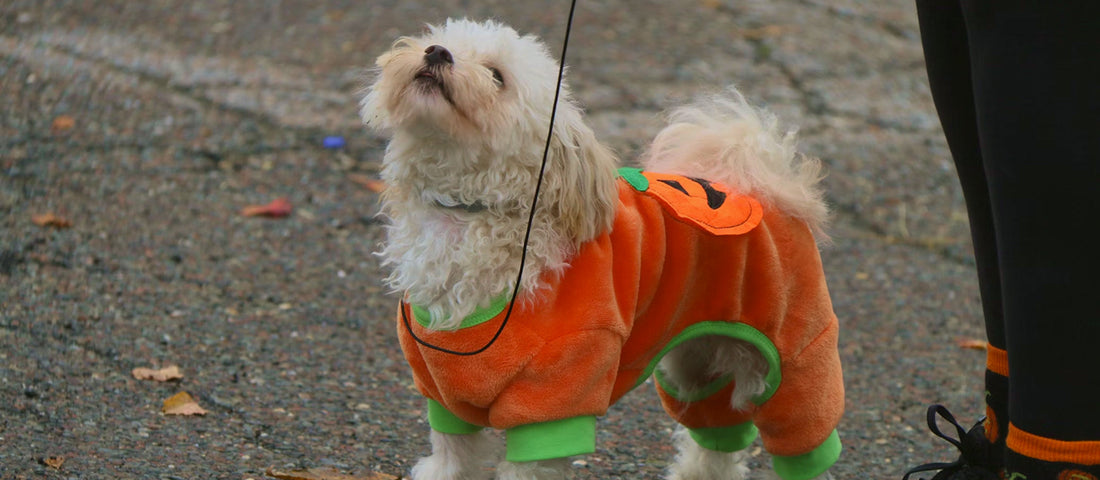 Half-term staycation checklist: Love My Human must-haves for your dog