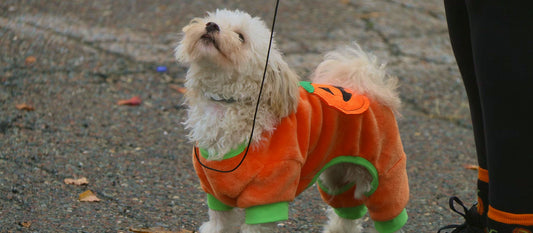 Half-term staycation checklist: Love My Human must-haves for your dog