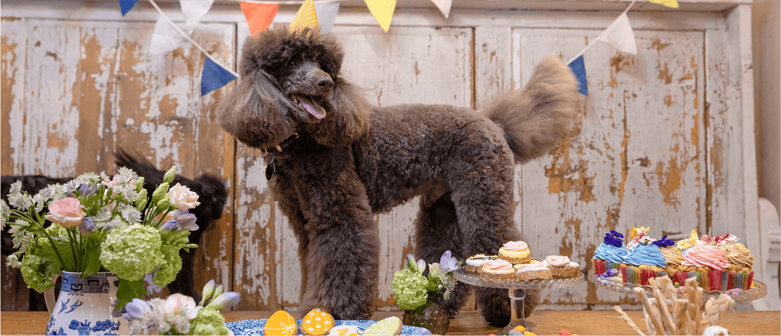 How to Throw the Ultimate Dog Party