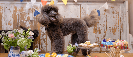 How to Throw the Ultimate Dog Party