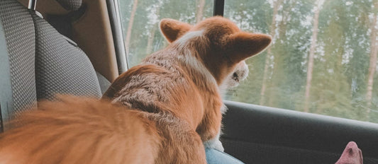 Routine on the road: supporting your dog’s wellbeing while away for Christmas