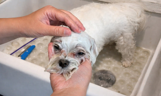 Dog enjoying a blueberry facial during grooming