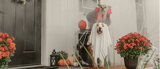 A stress-free Halloween for your dog: simple ways to help them feel calm and safe