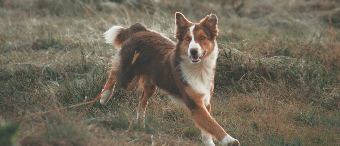 Autumn hazards every pet parent should know