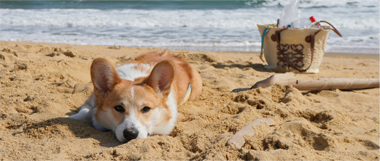 Summer Essentials for your Dog
