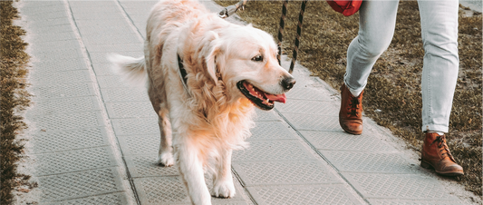 Summer Staycations with your Dog