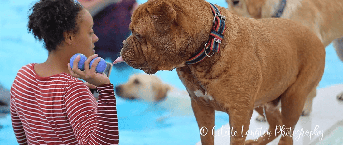 The Best Things to Do with Your Dog This Summer