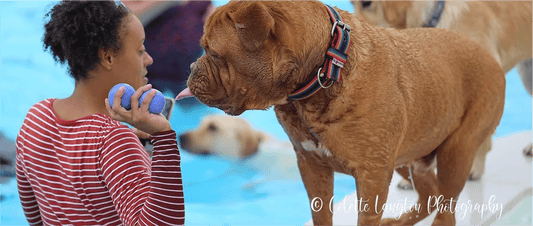 The Best Things to Do with Your Dog This Summer