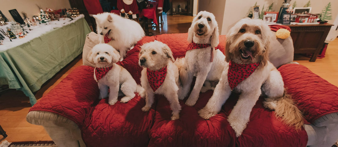 The LMH 5-step guide to hosting the perfect dog-friendly Christmas party!