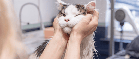 Why grooming your cat is important – and when it’s good to go pro!
