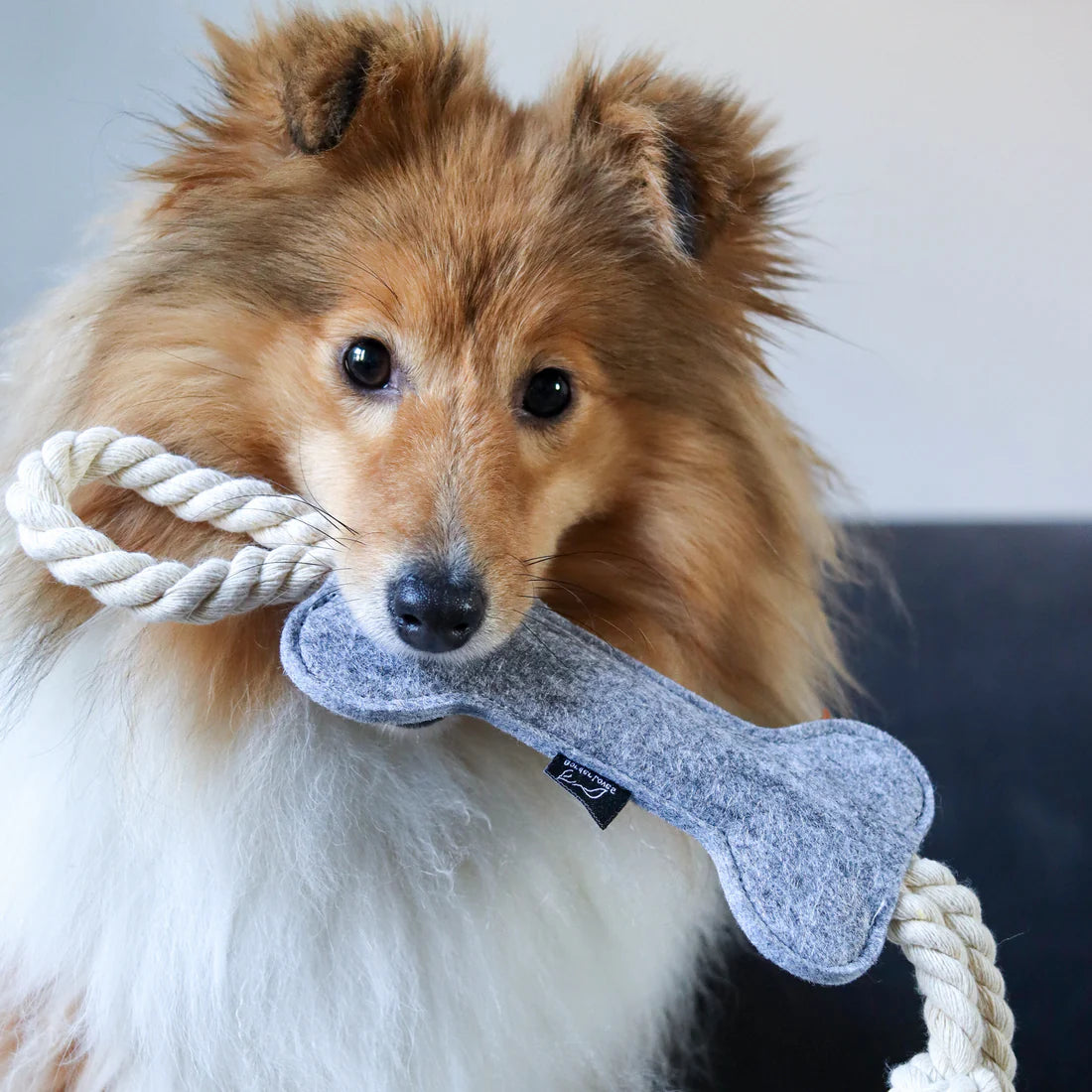 Bone Toy