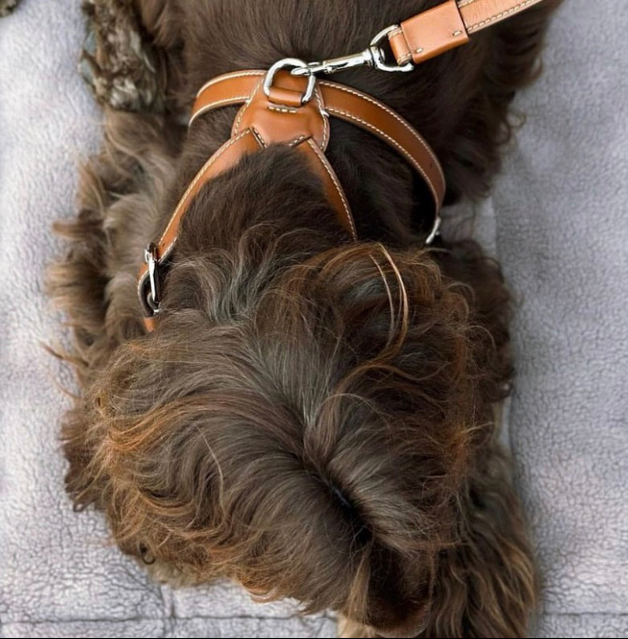 Carlotta Palermo - Nuvola Harness