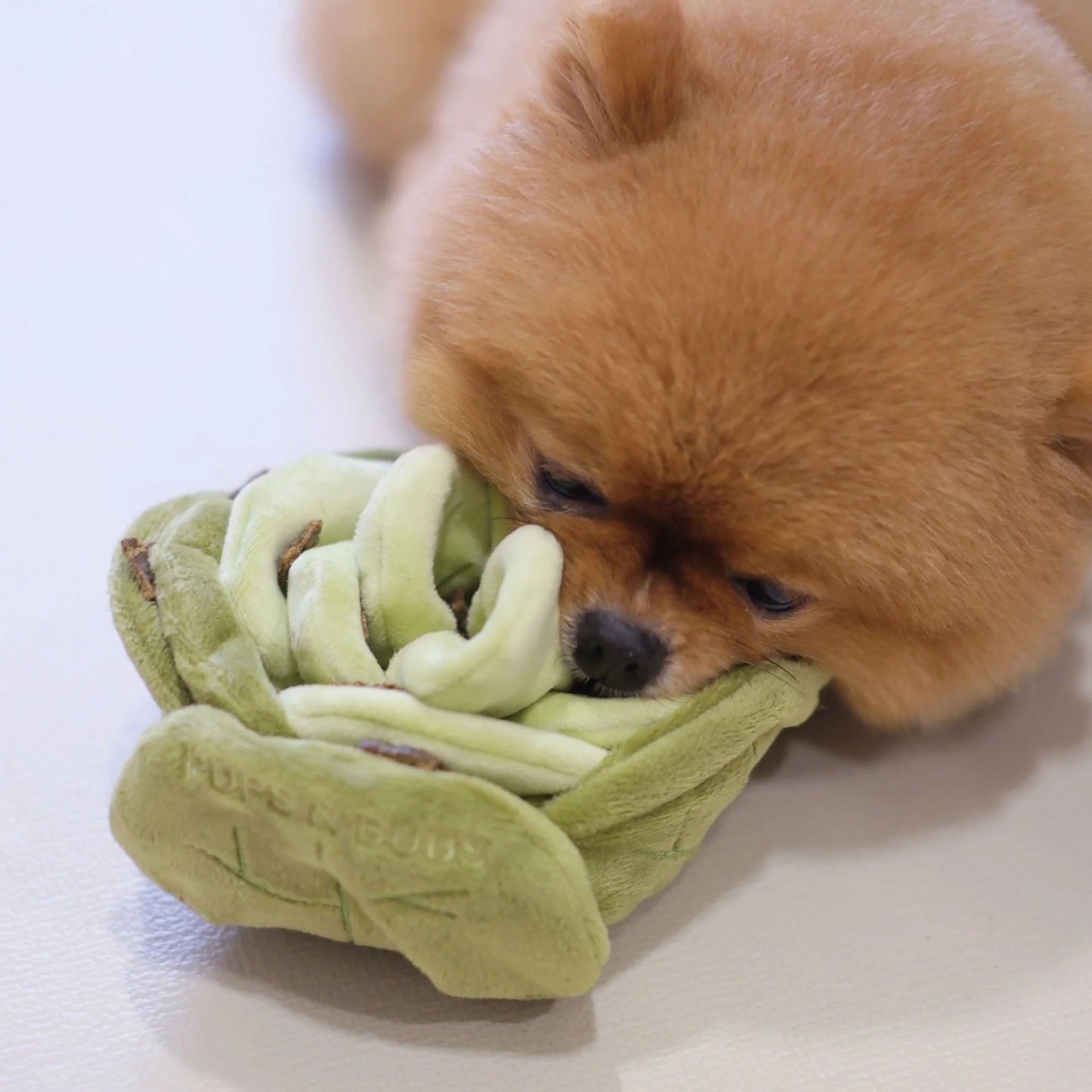 Snuffle Cabbage
